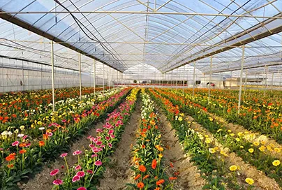 Flower Greenhouse in Reunion