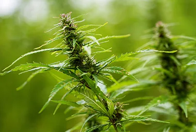 Cannabis Greenhouse in US