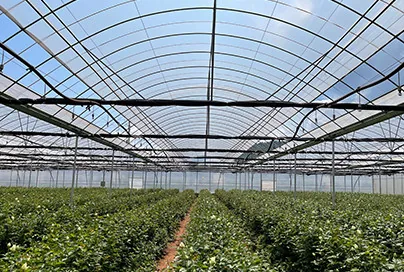 Vegetable&Fruit Greenhouses in Malaysia